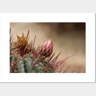 Closeup of Bud on Barrel Cactus Posters and Art